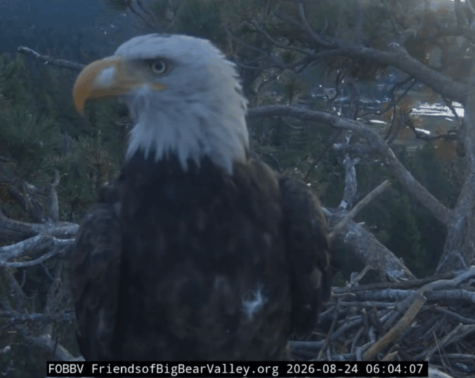 Kaydee the bald eagle visits Shadow’s nest with a feather in her nostril