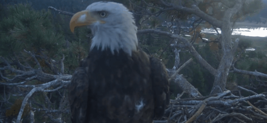 Kaydee the bald eagle visits Shadow’s nest with a feather in her nostril