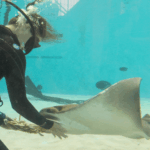 Happy Birth-ray! Mystic the cownose ray turns 27