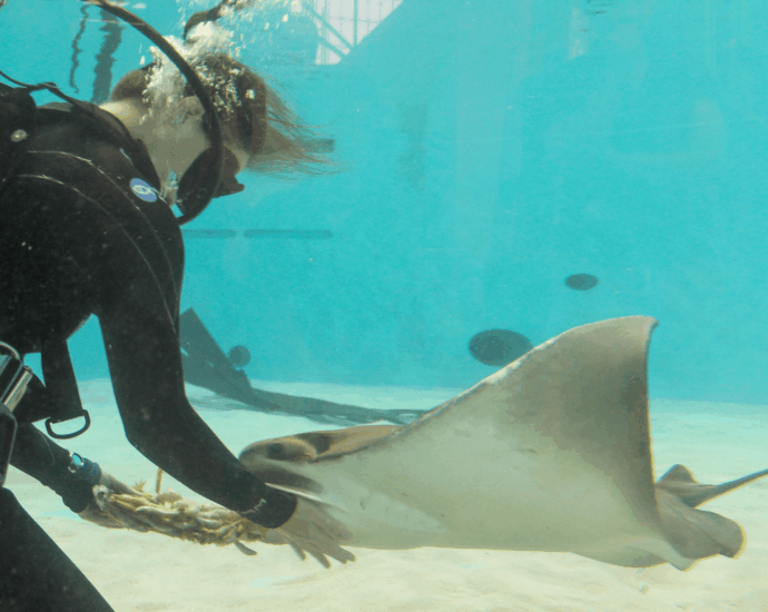 Happy Birth-ray! Mystic the cownose ray turns 27