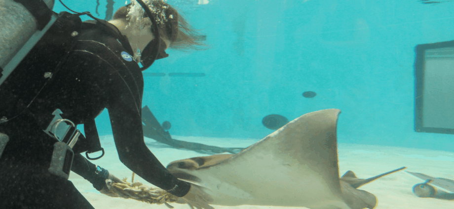 Happy Birth-ray! Mystic the cownose ray turns 27