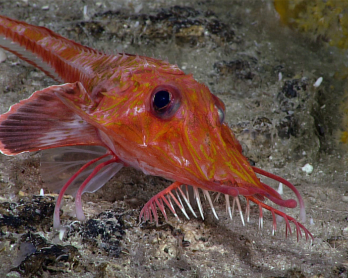 Backwards-walking fish caught on video in the South China Sea