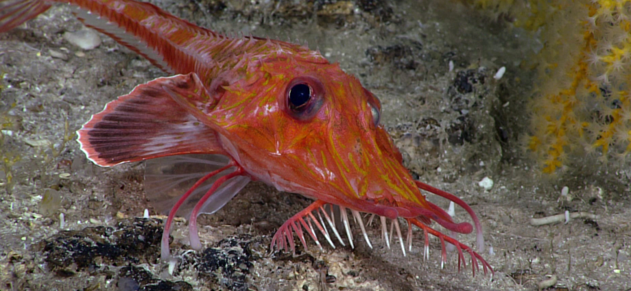 Backwards-walking fish caught on video in the South China Sea