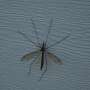 West Nile virus more than 10 times higher in South Carolina compared to national average