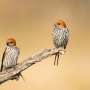 Using birding to improve stroke outcomes