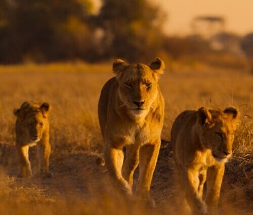 Lions and cheetahs and chimps, oh my: a spotlight on Africa’s diverse wildlife