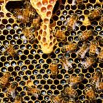 Honeybee Swarms Have Been Misread for Centuries, Biologists Say