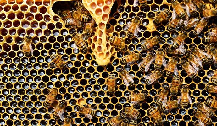Honeybee Swarms Have Been Misread for Centuries, Biologists Say