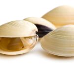 Oysters, clams linked to Salmonella outbreak; river closed to harvesting