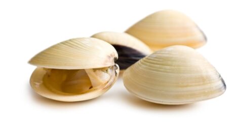 Oysters, clams linked to Salmonella outbreak; river closed to harvesting