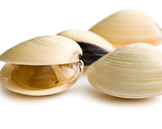 Oysters, clams linked to Salmonella outbreak; river closed to harvesting
