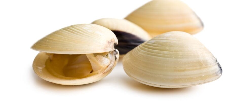 Oysters, clams linked to Salmonella outbreak; river closed to harvesting