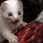 8 fierce animals show just how metal nature is