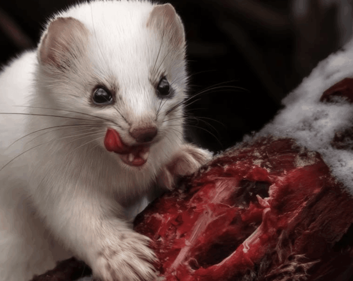 8 fierce animals show just how metal nature is
