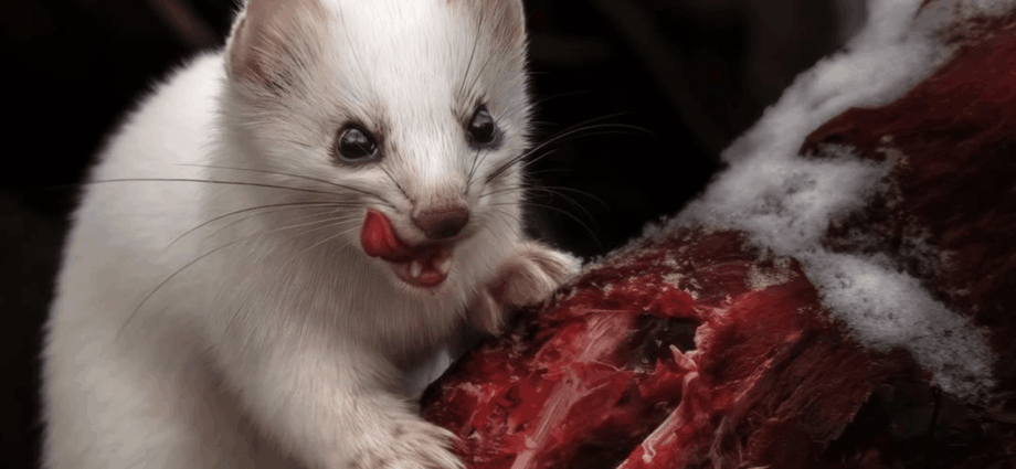 8 fierce animals show just how metal nature is