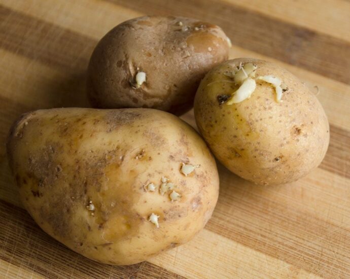 Can You Eat Sprouted Potatoes?
