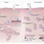 Muscle protein Miro1 may drive insulin resistance, revealing potential type 2 diabetes treatment target